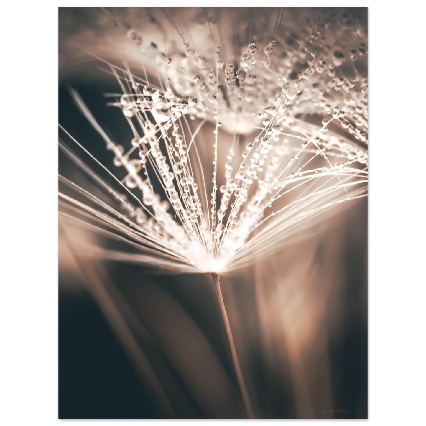 2c9a8668-c401-49fe-8138-67b20ea60981