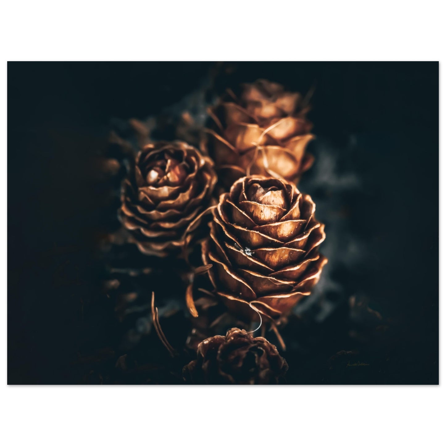 Pinecone love - liggende format - NY