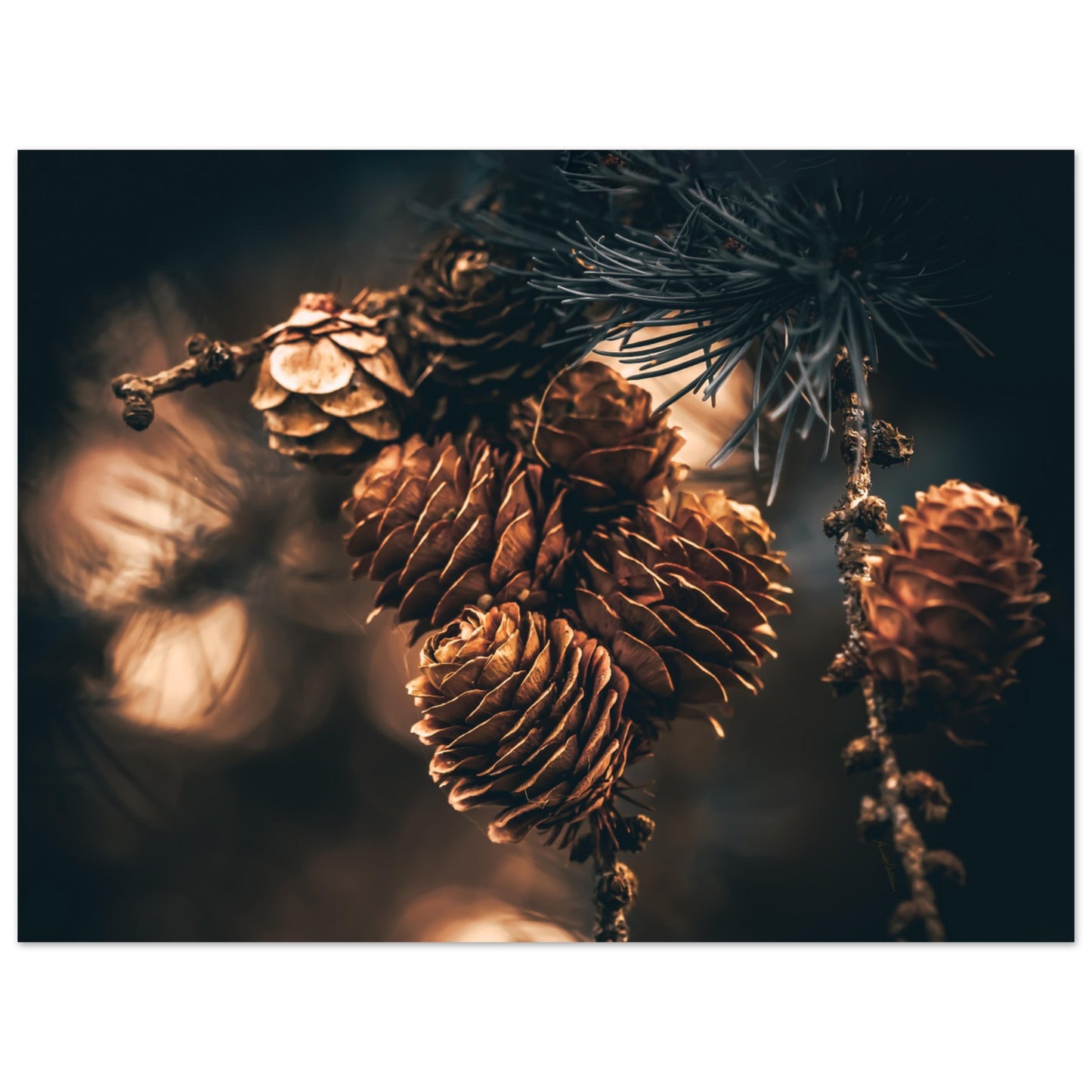 Wonders II