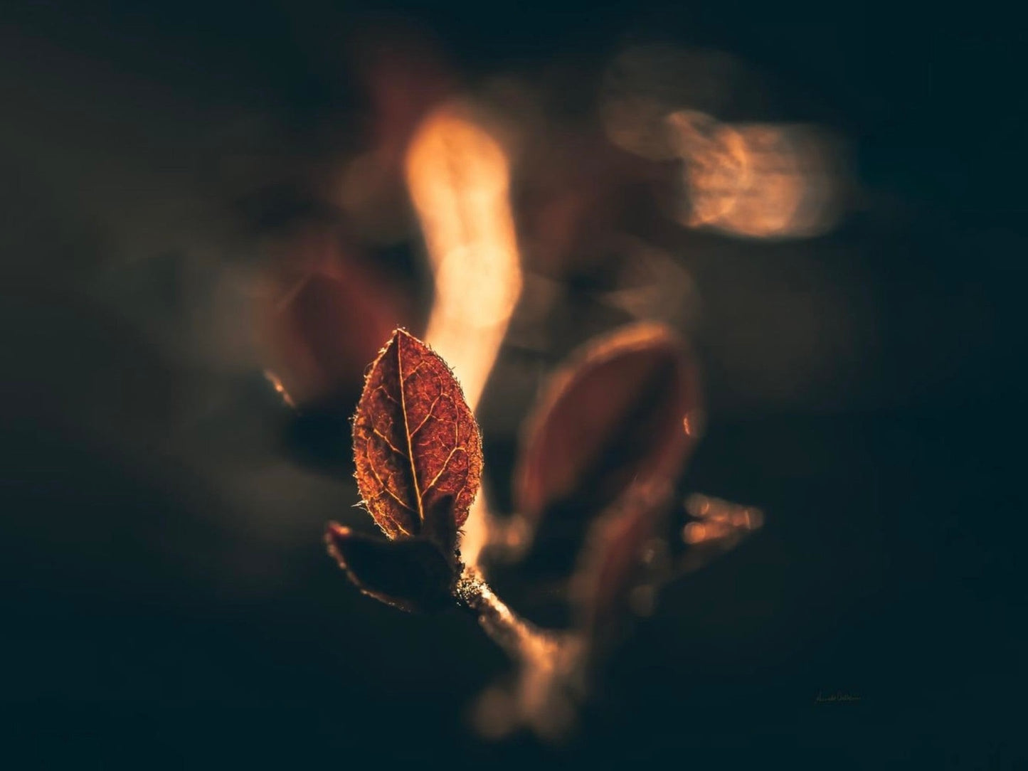 Fire - liggende format