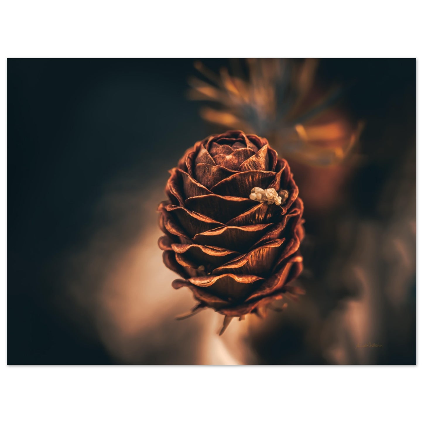 Golden Cone - liggende format