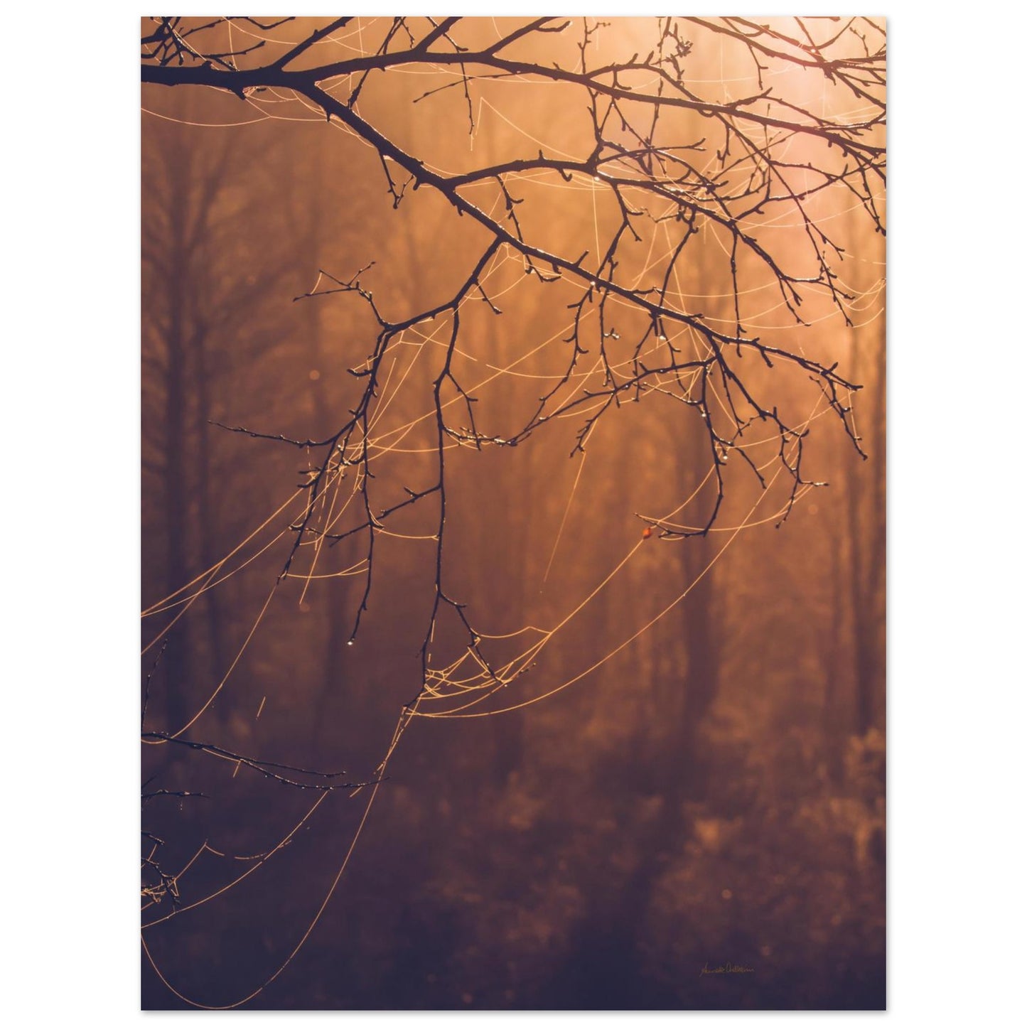 d76763d0-29ae-4eb3-aaf4-69b115f0818b