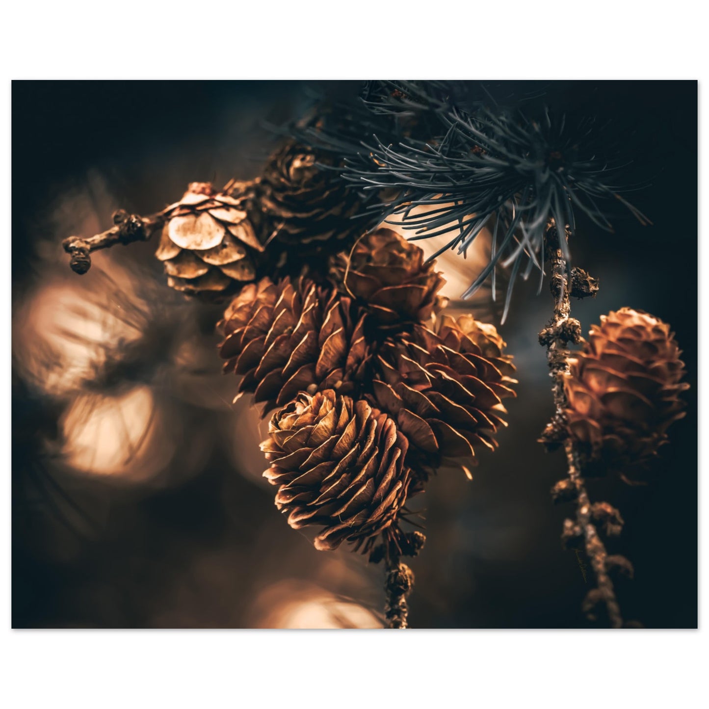 Wonders II
