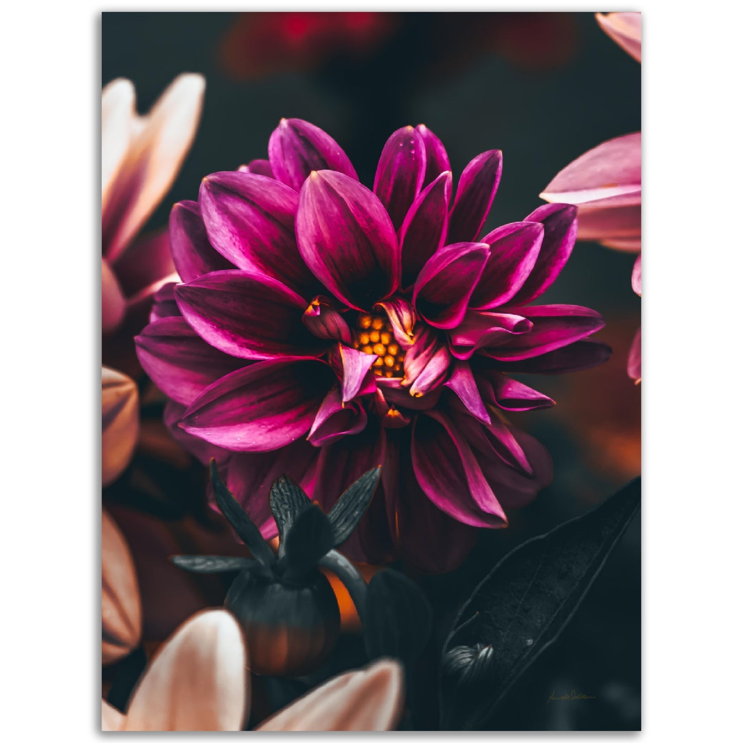Blossom