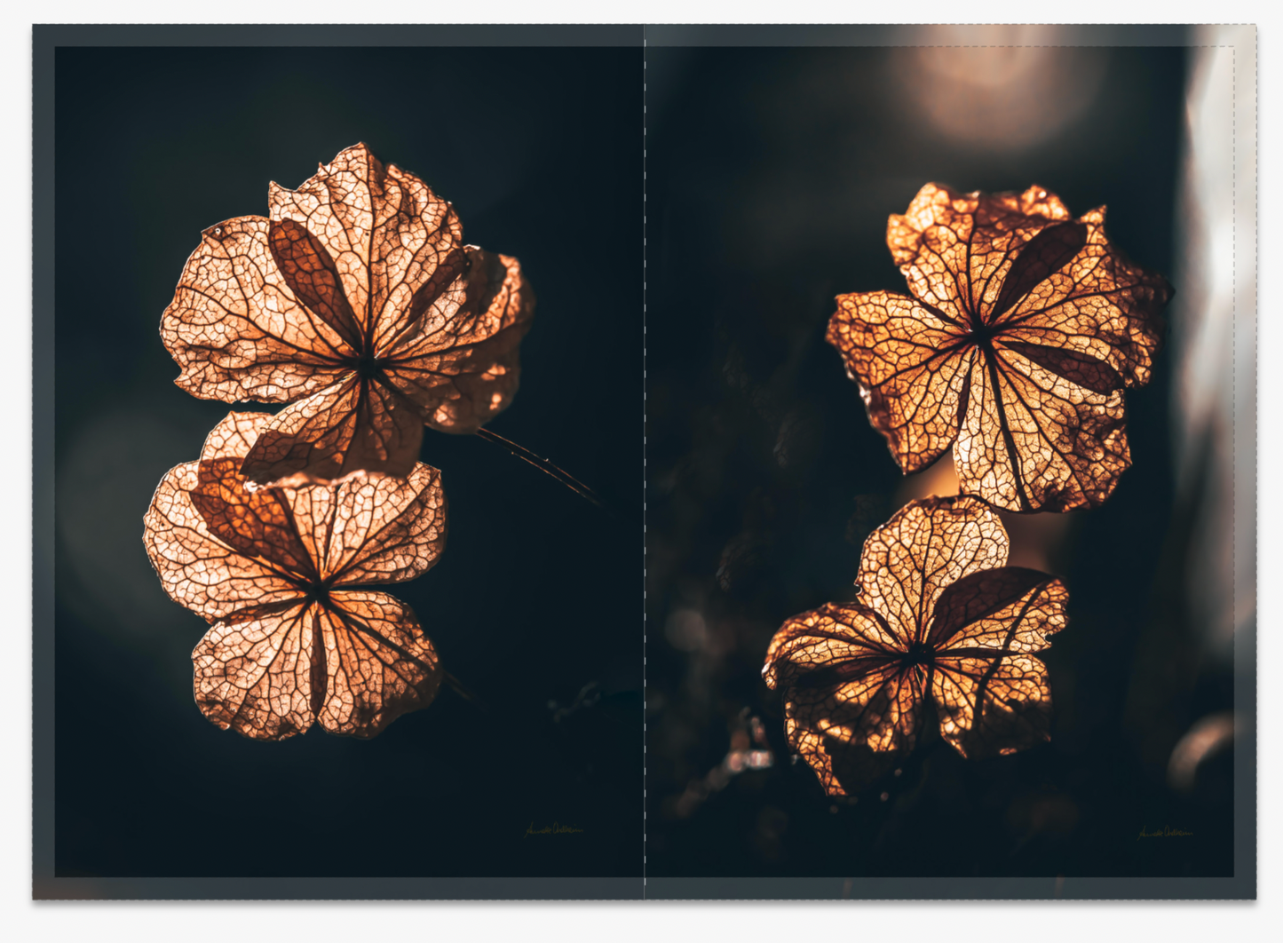 Golden Bloom - Pakke med 10 foldekort (standardkonvolutter)