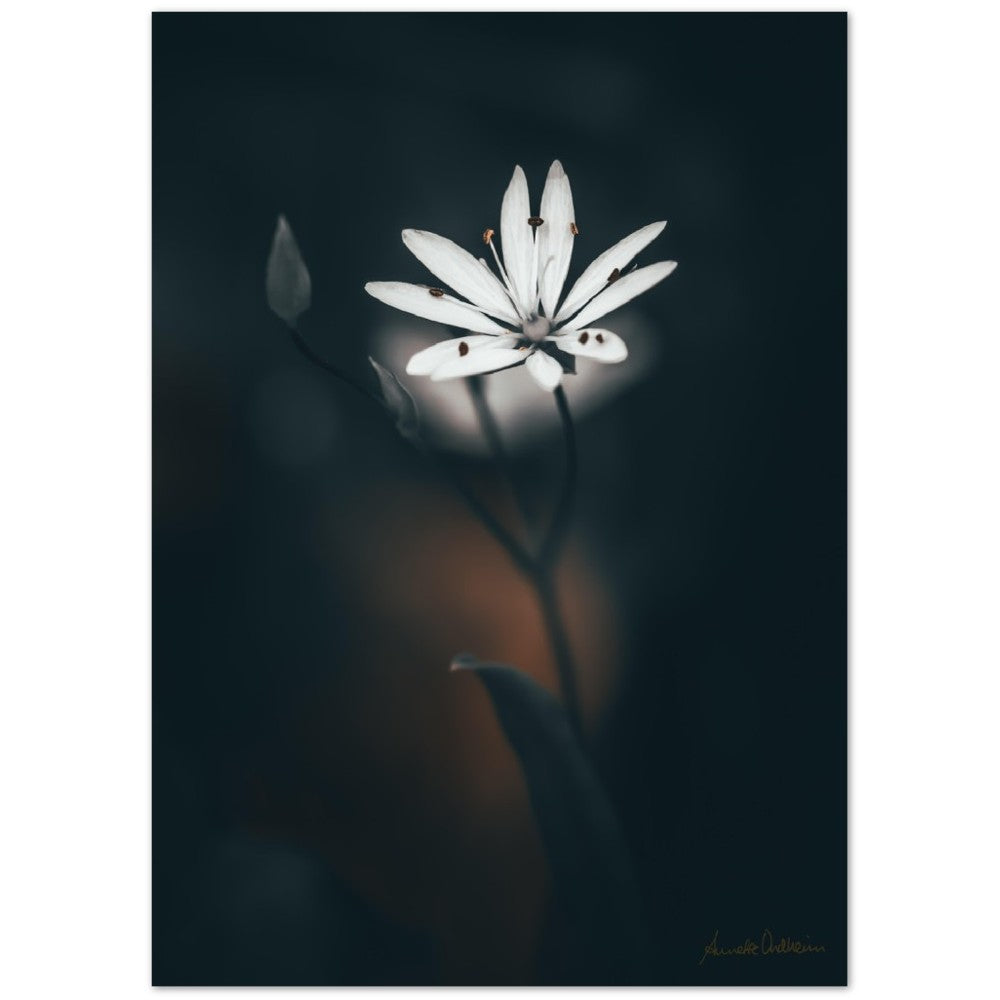 Rise - Fotoplakat uten ramme