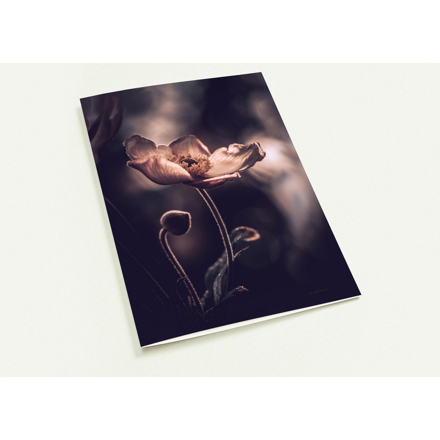 See me Pakke med 10 foldekort (standardkonvolutter)