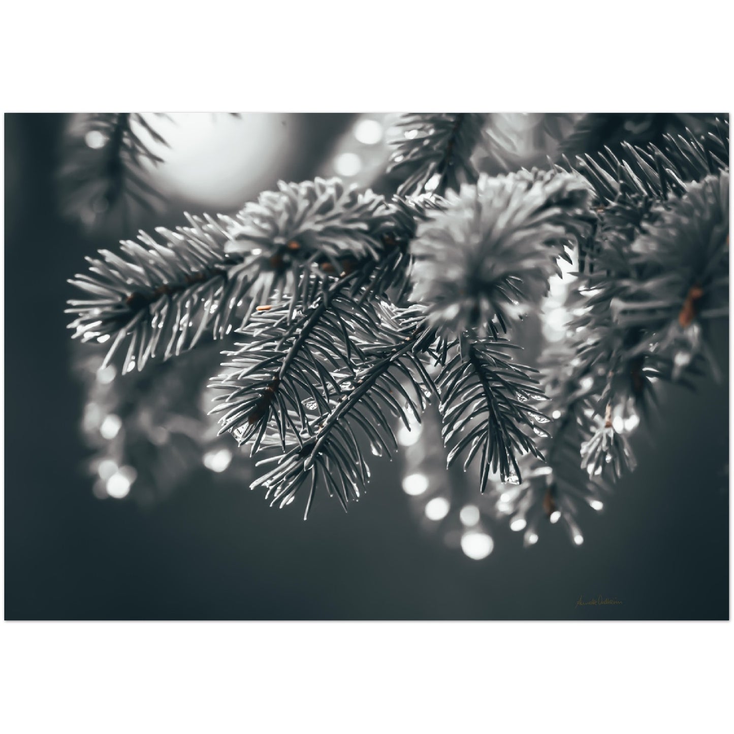 Sprinkle - Premium plakat i matt papir