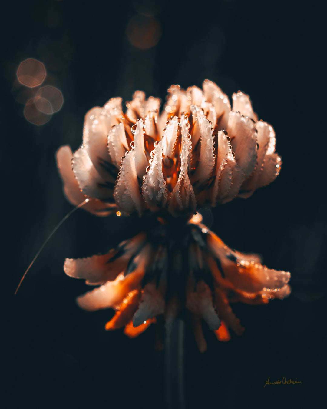 Golden light