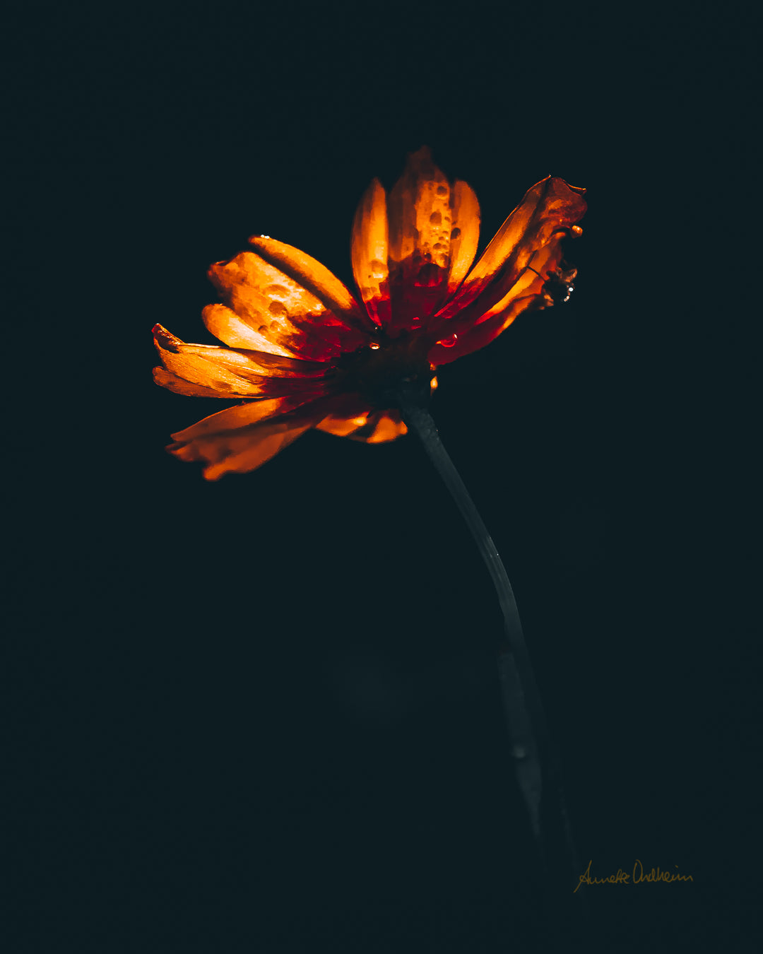 Oransje