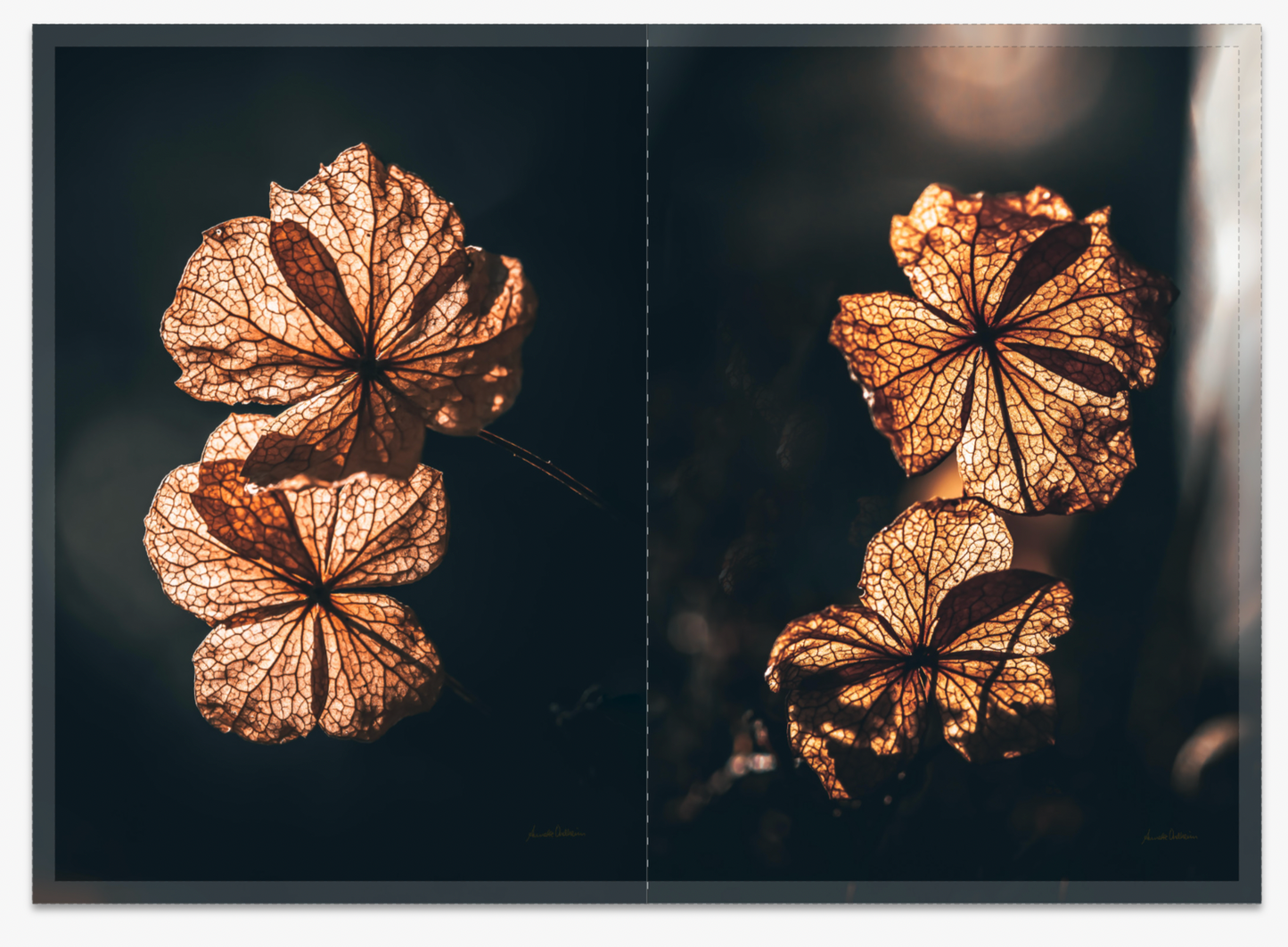 Golden Bloom  - Pakke med 10 foldekort (standardkonvolutter)