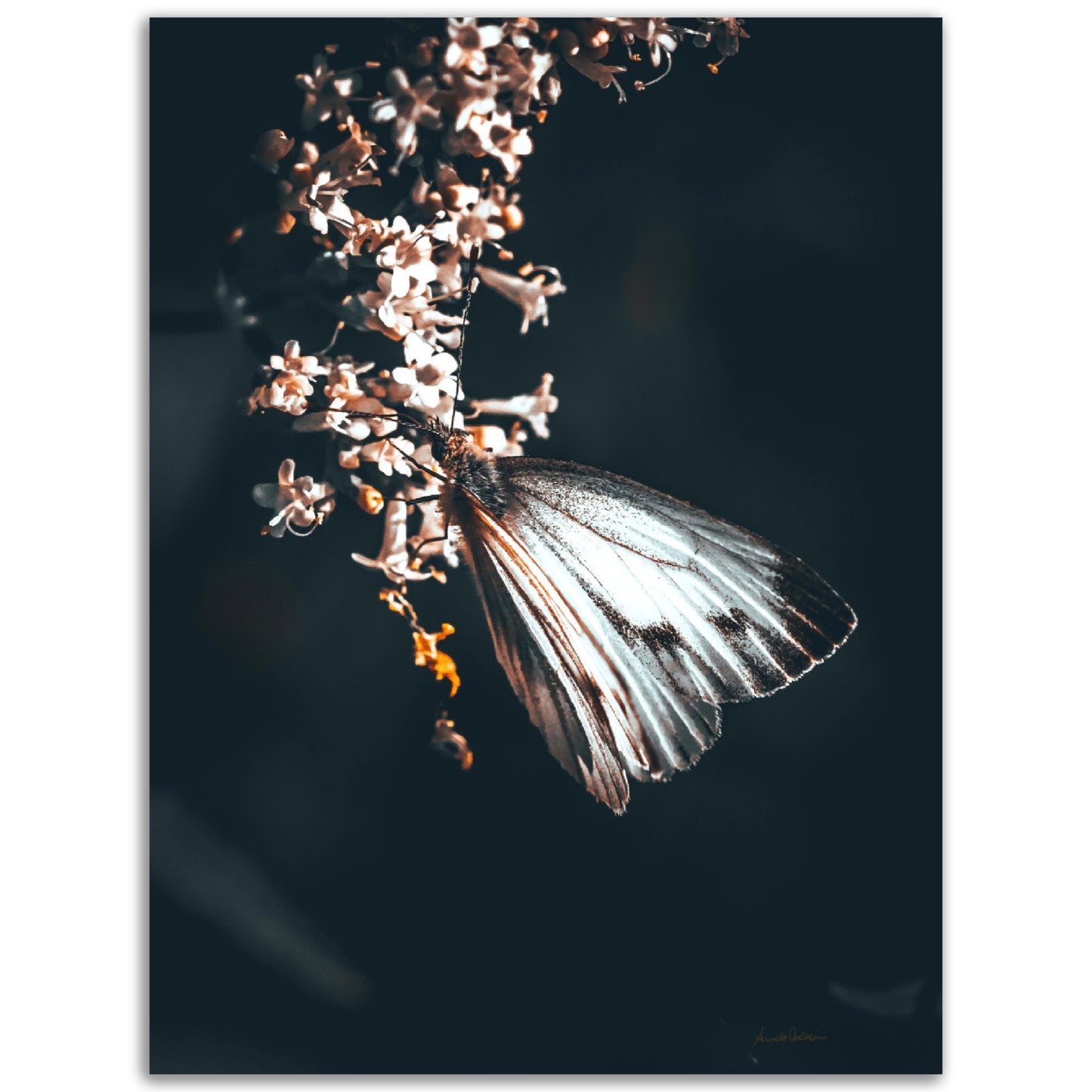 Beauty in white