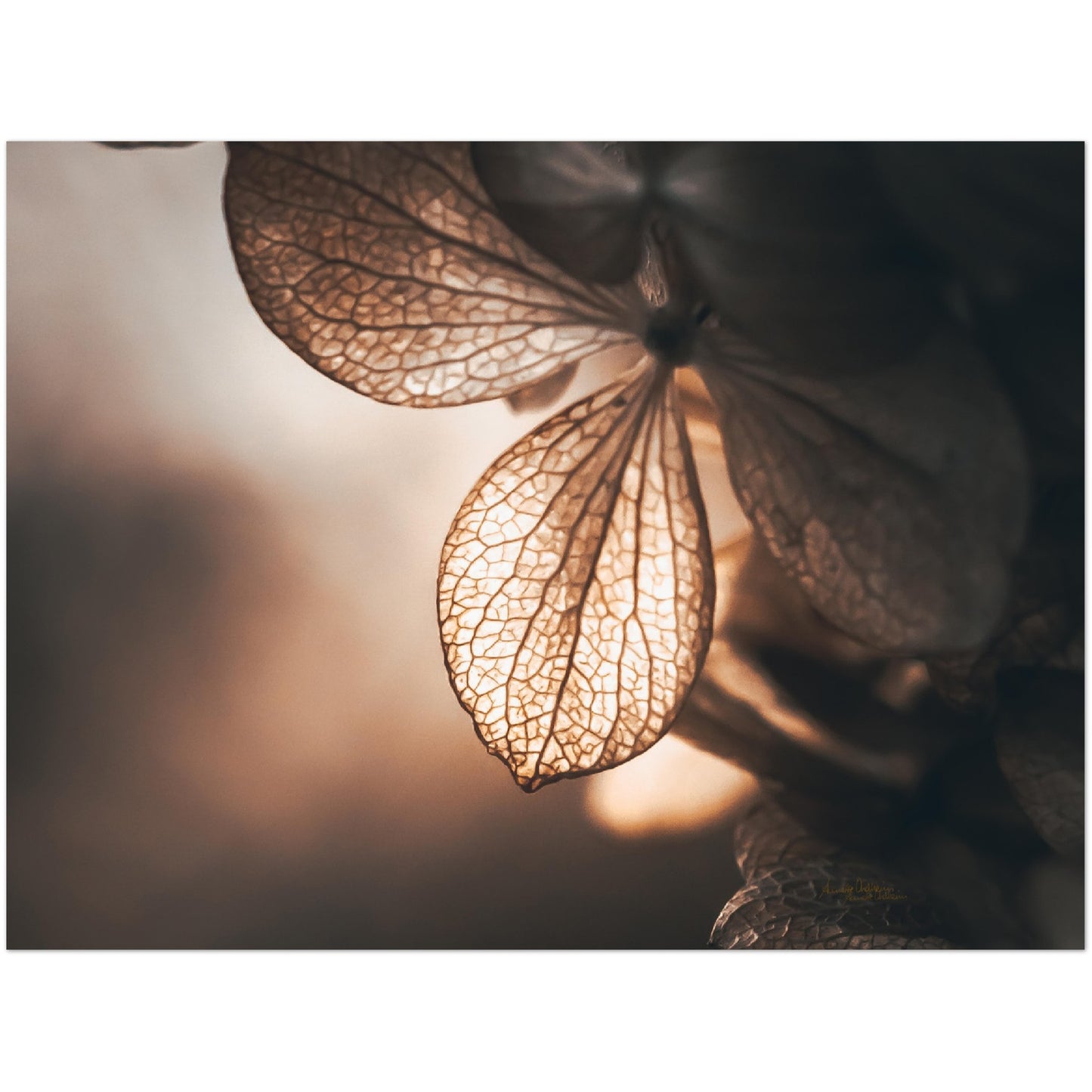 Golden leaf - liggende format