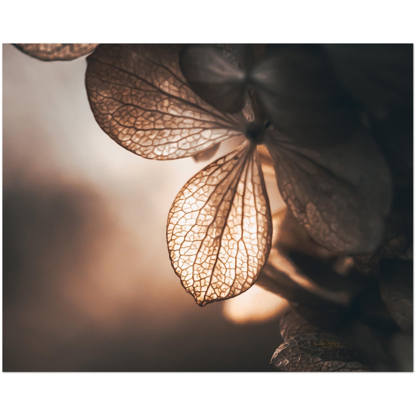 Golden leaf - liggende format