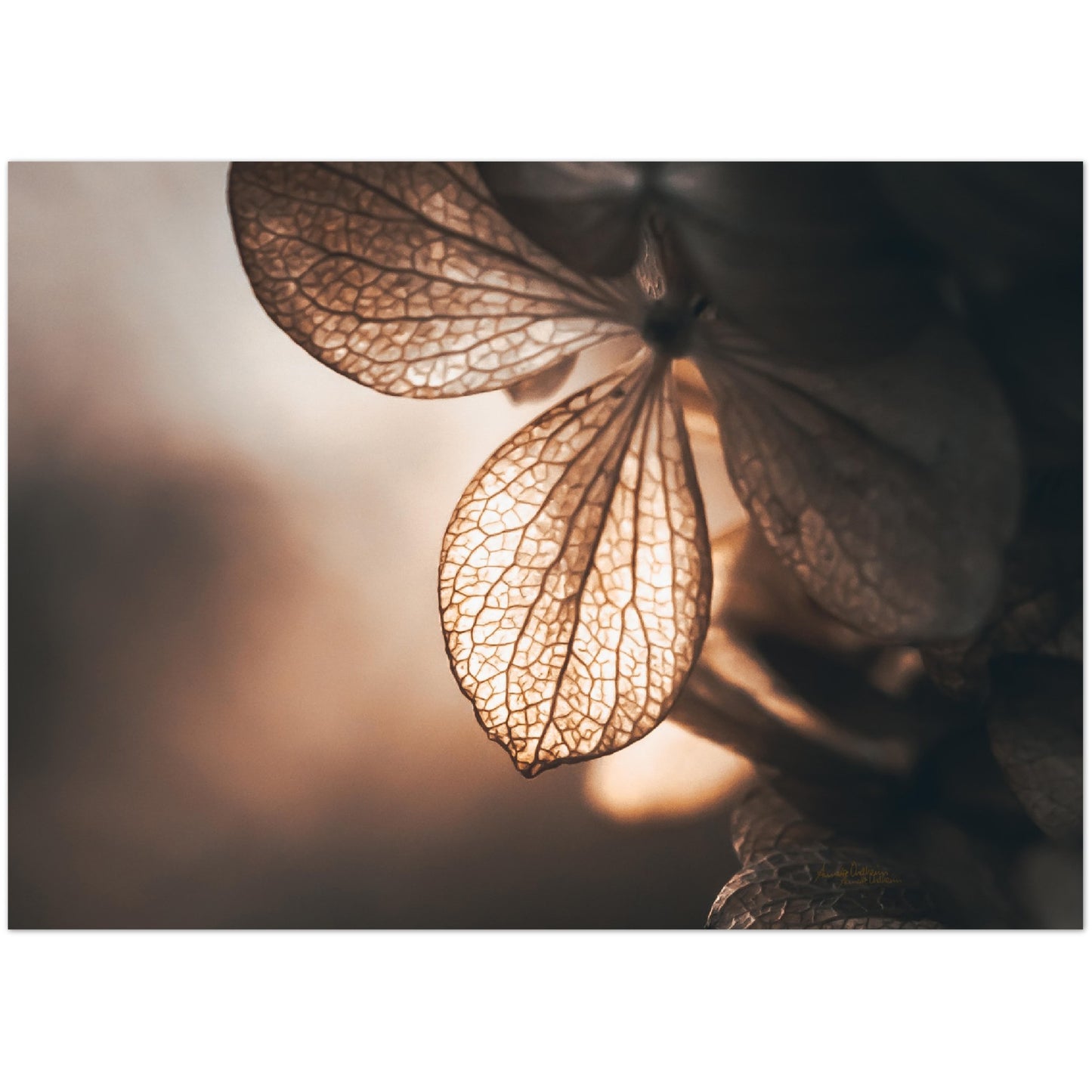 Golden leaf - liggende format